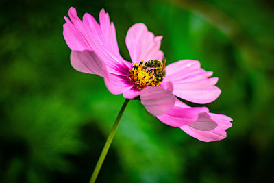 Close-up of butterfly pollinating on pink flower