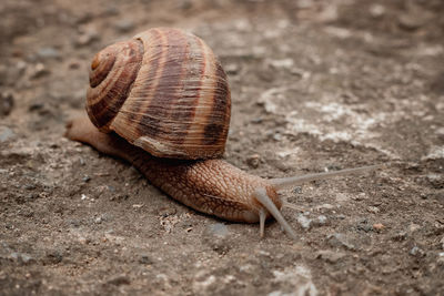 Close-up of snail on land