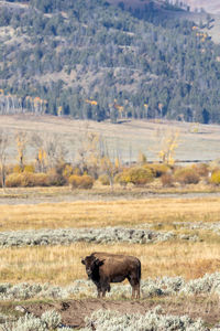 Lone bison with grand vista in lamar valley in yellowstone national park