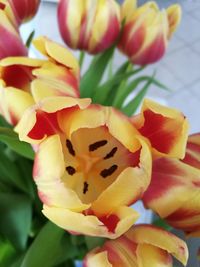 Close-up of flowers