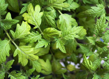 Full frame shot of fresh green leaves