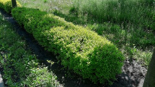 High angle view of plants growing on land