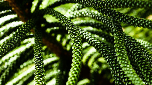 Close-up of fern leaves