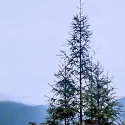 Low angle view of tree against sky