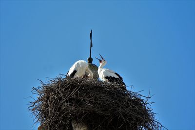 Birds in nest against clear blue sky