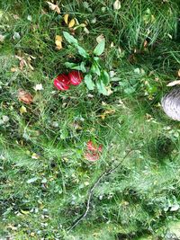 High angle view of red flower on field