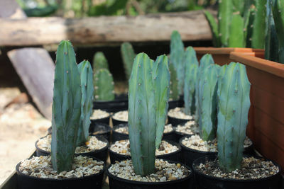 Close-up of succulent plant on field