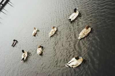 High angle view of ducks swimming on lake