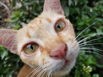 Close-up portrait of a cat