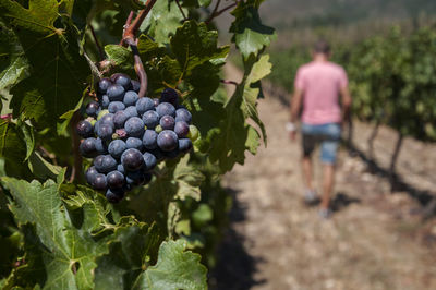 Close-up of grapes growing in vineyard