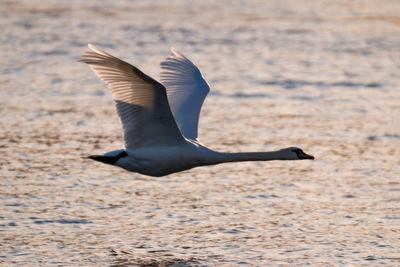 Swan flying low over lake