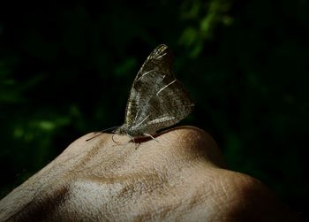 Close-up of butterfly on hand