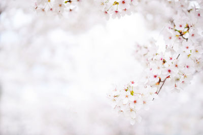 A beautiful spring cherry tree in the garden blooms on a blurry white background