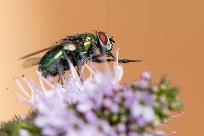 Close-up of insect on flower