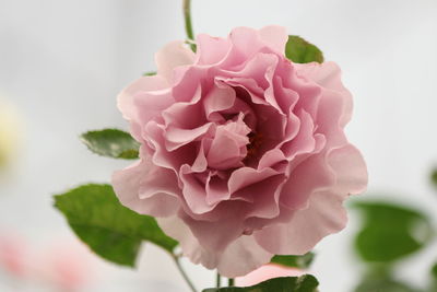 Close-up of pink rose flower