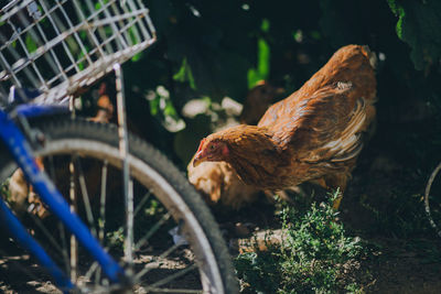 Close-up of chicken