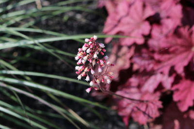 Close-up of pink flowers blooming outdoors