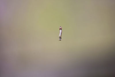 Low angle view of figurine on land