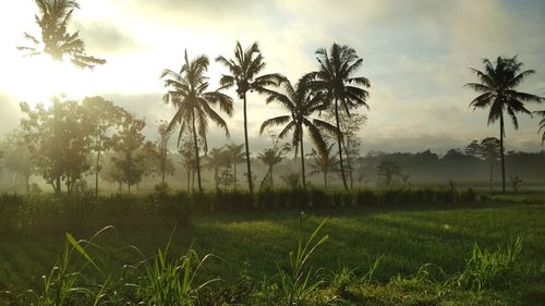 Palm trees on field against sky