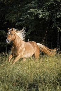 Horse in a field