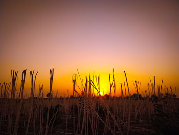 Close-up of silhouette plants on field against sky during sunset