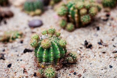 Small cactus on ground with a sharpness in park.