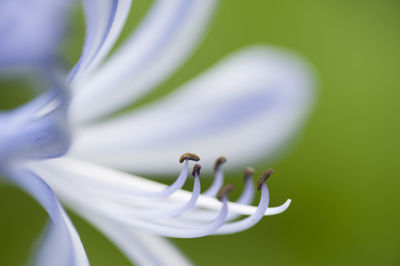 Close-up of white flower