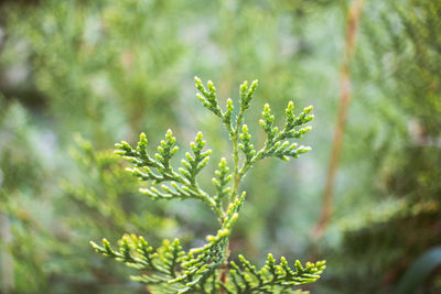 Close-up of leaves on plant