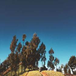 Low angle view of trees against clear blue sky