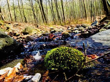 Stream flowing through rocks