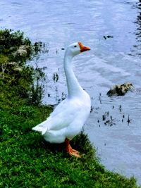 View of a bird on the beach