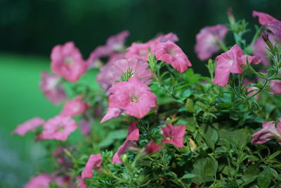 Close-up of pink flowering plant