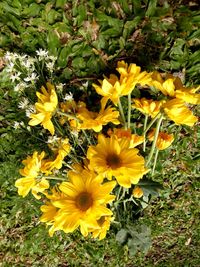 Yellow flowers blooming on field