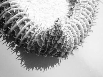 Close-up of plant