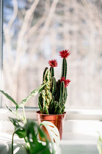 Close-up of potted plant