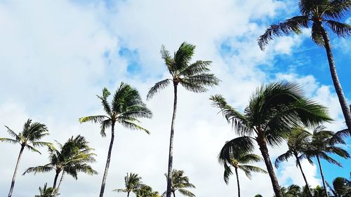 Low angle view of palm trees against sky