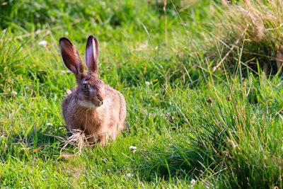 Young hare on fresh sunny meadow