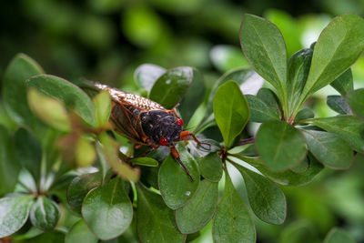 Close-up of butterfly pollinating on flower
