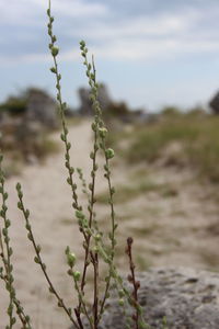 Close-up of plant on field against sky