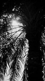 Low angle view of silhouette palm tree against sky