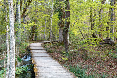 Dirt road amidst trees in forest