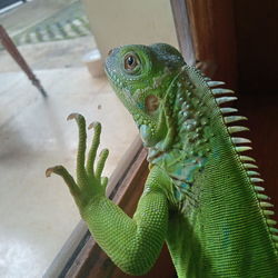 Close-up of a lizard