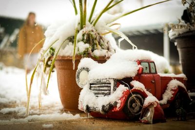 View of flower plants during winter