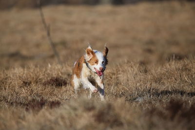 Dog running in field