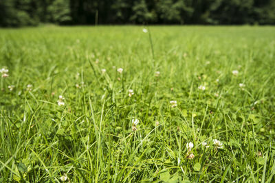 Close-up of grass growing on field