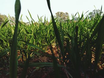 Close-up of fresh plants on field against sky