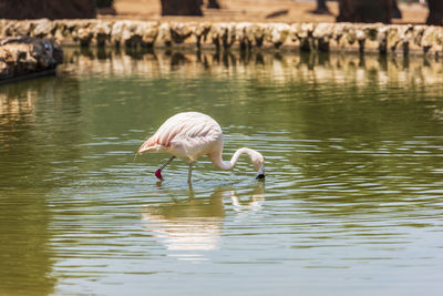 Duck drinking water in a lake