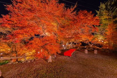 Red maple tree during autumn