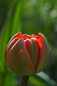 Close-up of red tulip