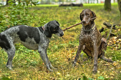 Black dog in a field